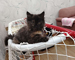 Кошки в Томске: Милый котенок в добрые руки Девочка, Бесплатно - фото 1