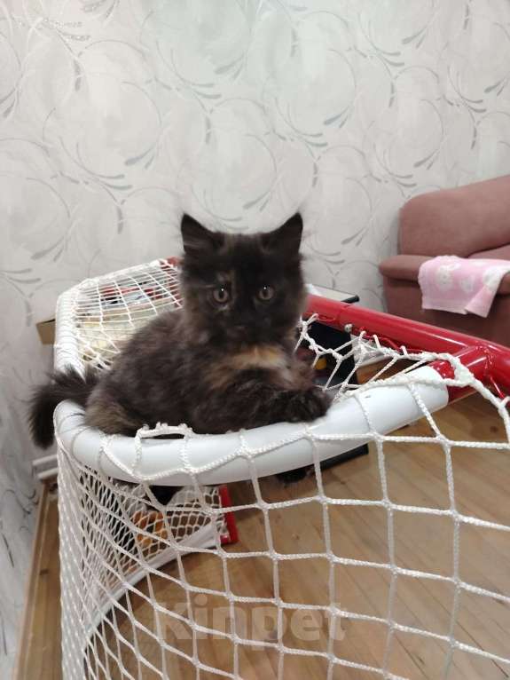 Кошки в Томске: Милый котенок в добрые руки Девочка, Бесплатно - фото 1