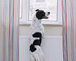 Собаки в Москве: Веселый и позитивный пес Макс ищет дом! Мальчик, Бесплатно - фото 4