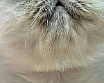 Кошки в Хотьково: Персидские котята  Девочка, 25 000 руб. - фото 4
