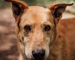 Собаки в Москве: Пунш Мальчик, Бесплатно - фото 1