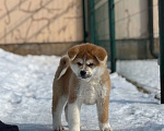 Собаки в Оренбурге: Красавица Акитка Девочка, 50 000 руб. - фото 2