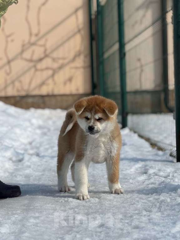 Собаки в Оренбурге: Красавица Акитка Девочка, 50 000 руб. - фото 2