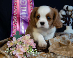 Собаки в Электростали: Мальчик кавалер кинг чарльз спаниель Мальчик, 70 000 руб. - фото 1