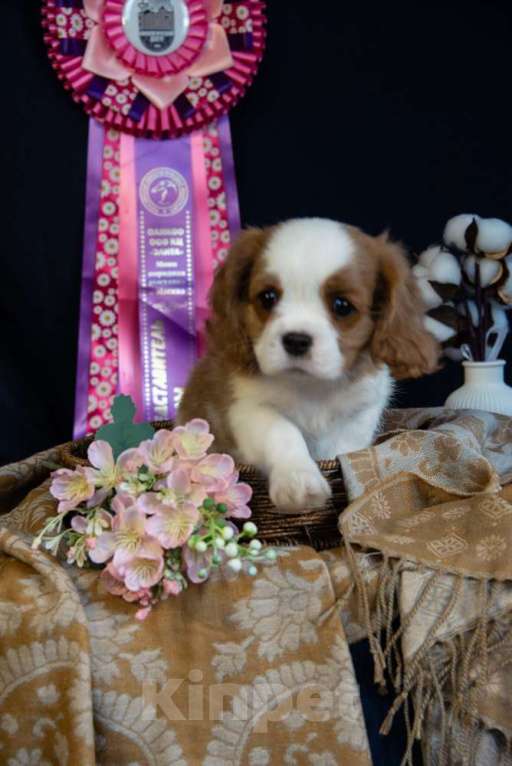 Собаки в Электростали: Мальчик кавалер кинг чарльз спаниель Мальчик, 70 000 руб. - фото 1