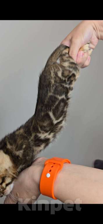 Кошки в Ставрополе: Солнечные лучики счастья! Девочка, 40 000 руб. - фото 4