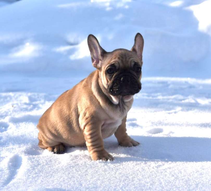 Собаки в Москве: Девочка французского бульдога  Девочка, 50 000 руб. - фото 9