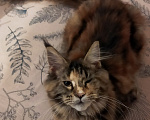 Кошки в других городах Свердловской области: Кошка Мейн -кун Полидакт Классика Девочка, 45 000 руб. - фото 3