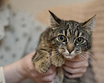 Кошки в Москве: Котенок в добрые руки Девочка, Бесплатно - фото 1