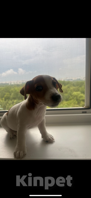 Собаки в Москве: Щенки Джек Рассел  Мальчик, 20 000 руб. - фото 2