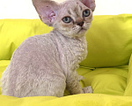 Кошки в Лобне: Мальчик девон рекс Мальчик, 80 000 руб. - фото 2