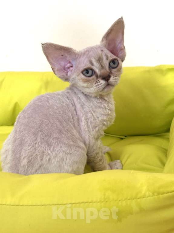 Кошки в Лобне: Мальчик девон рекс Мальчик, 80 000 руб. - фото 2