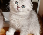 Кошки в Чебоксарах: Шотландский котёнок (фолд) Мальчик, 10 000 руб. - фото 2
