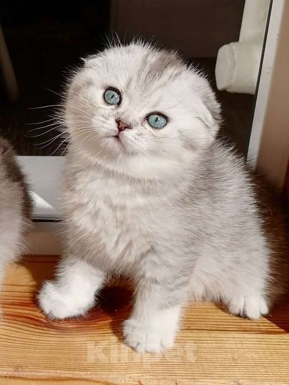 Кошки в Чебоксарах: Шотландский котёнок (фолд) Мальчик, 10 000 руб. - фото 2