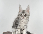 Кошки в Тюмени: Котята мейн-кун Мальчик, 60 000 руб. - фото 3