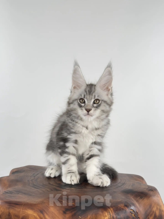 Кошки в Тюмени: Котята мейн-кун Мальчик, 60 000 руб. - фото 3
