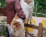 Собаки в Черепаново: алабай вязка, Бесплатно - фото 6