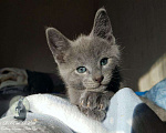 Кошки в Москве: Русские голубые котята, 45 000 руб. - фото 5