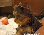 Собаки в Перми: Щенок йоркширского терьера, сука.  Девочка, 40 000 руб. - фото 4