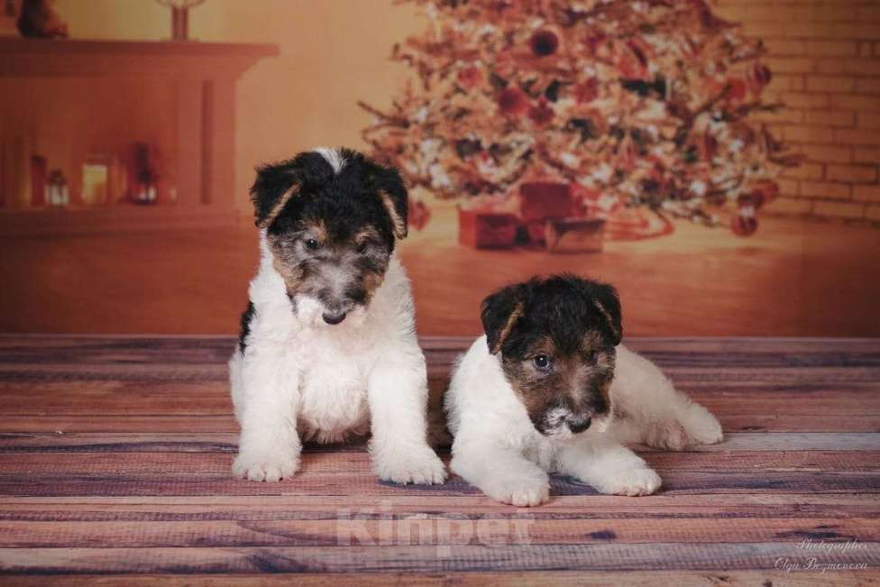 Собаки в Москве: Щенки породы Фокстерьер Мальчик, Бесплатно - фото 4