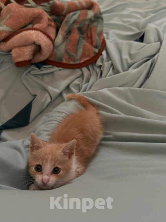 Кошки в Севастополе: отдаём котенка,срочно ищем ему дом Мальчик, Бесплатно - фото 6