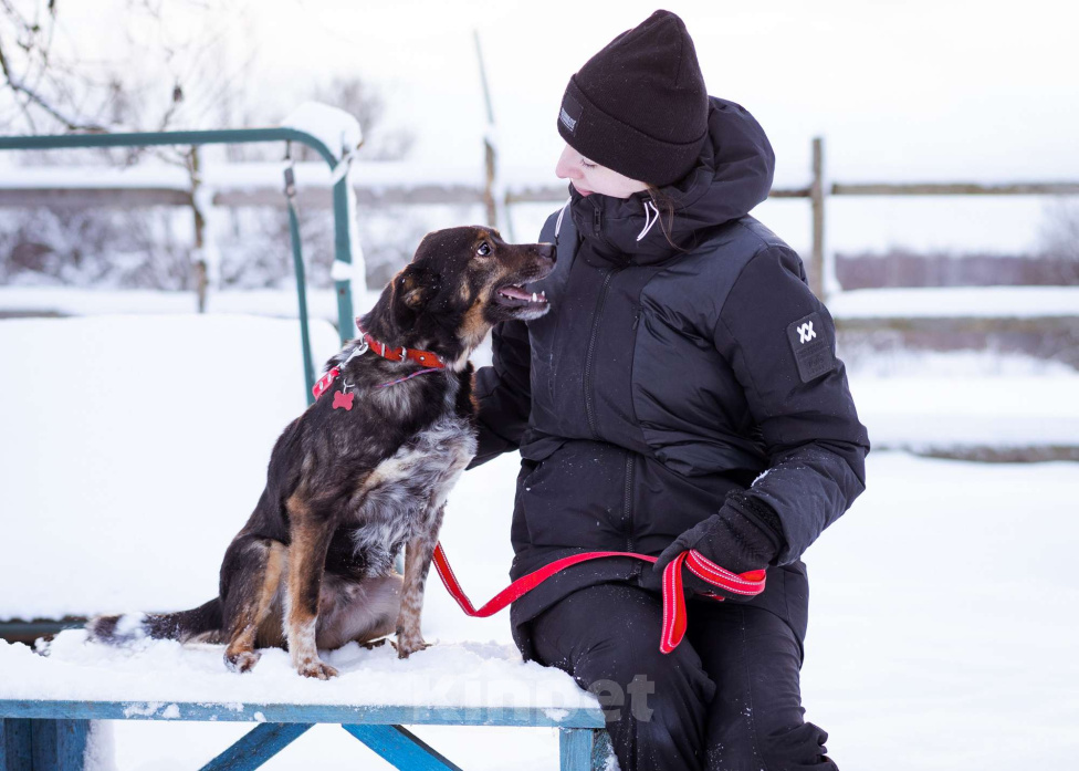 Собаки в Москве: небольшой пёсик ищет дом Мальчик, Бесплатно - фото 3