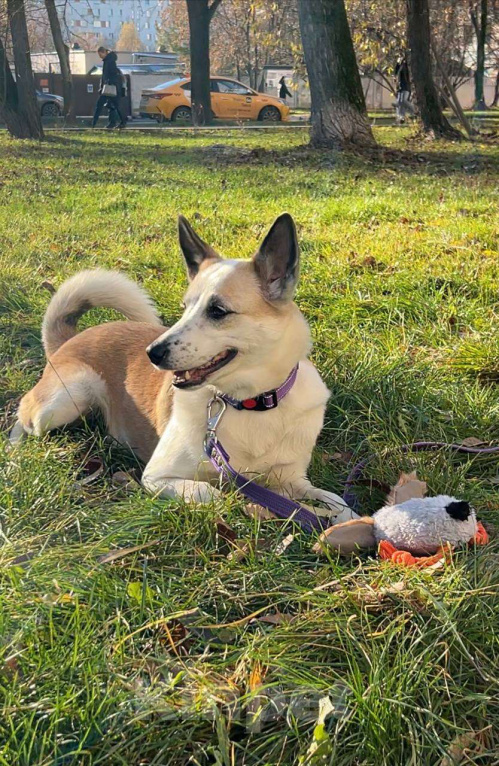 Собаки в Москве: Берта ищет дом Девочка, Бесплатно - фото 1