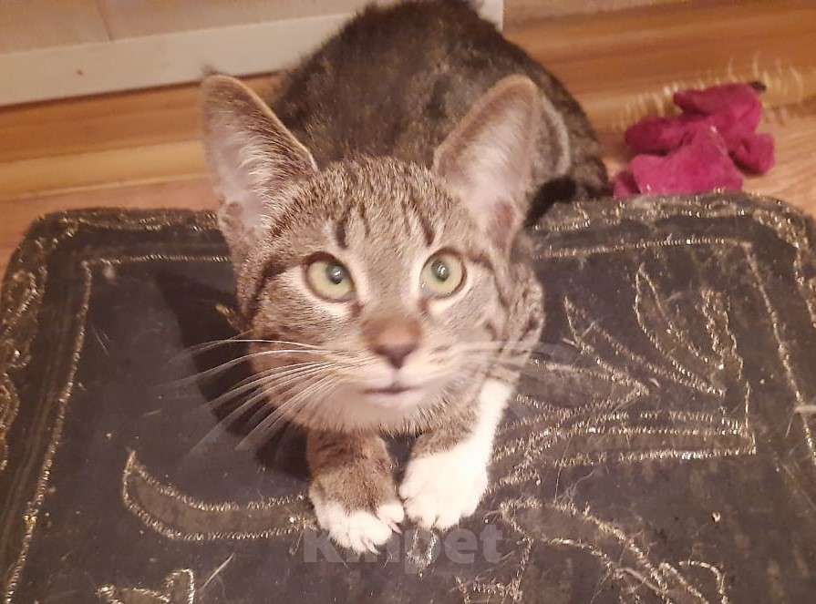 Кошки в Москве: Когда только учишься строить глазки Девочка, Бесплатно - фото 3