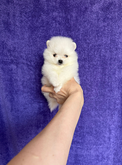 Мини кнопка