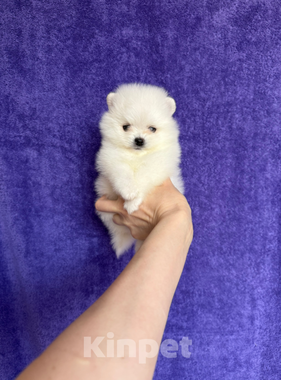 Собаки в Москве: Мини кнопка Девочка, 35 000 руб. - фото 1