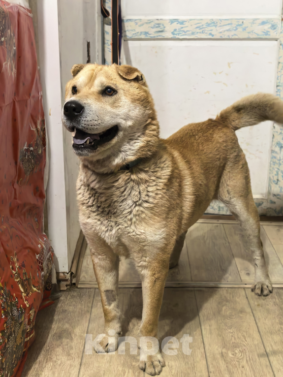 Собаки в Москве: Метис шарпея в добрые руки Мальчик, Бесплатно - фото 5