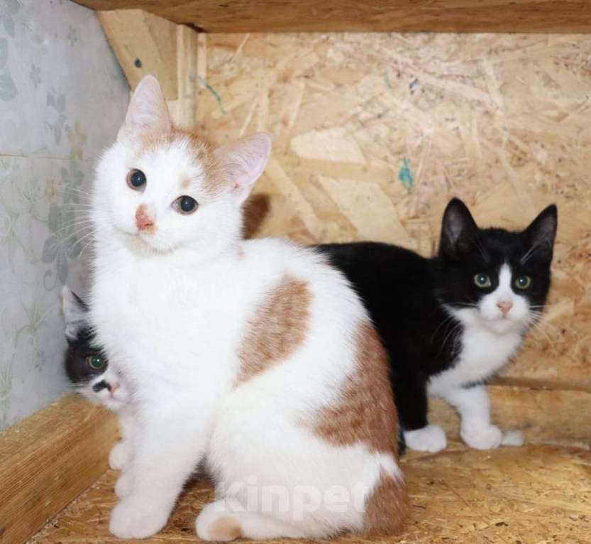 Кошки в Москве: Котята в поисках своих пап и мам Мальчик, Бесплатно - фото 6