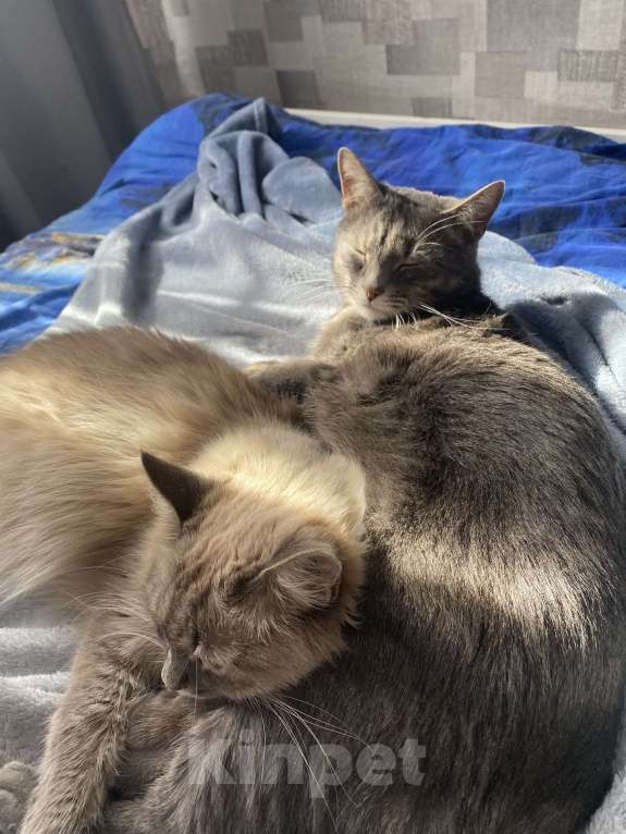 Кошки в Костроме: В добрые руки❤️ Девочка, Бесплатно - фото 5