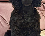 Собаки в Люберцах: Продается щенок той пуделя Мальчик, 10 руб. - фото 9