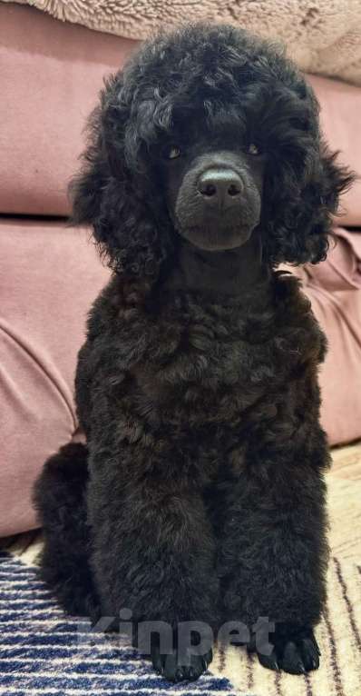 Собаки в Люберцах: Продается щенок той пуделя Мальчик, 10 руб. - фото 9