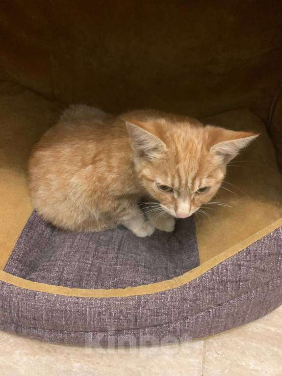 Кошки в Нижнем Новгороде: Котик в добрые руки  Мальчик, Бесплатно - фото 2