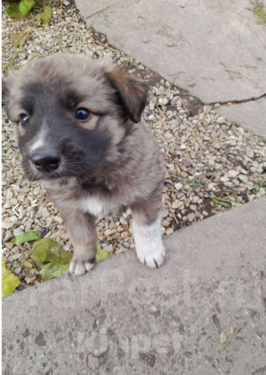 Собаки в Уссурийске: Отдадим в хорошие руки Мальчик, Бесплатно - фото 1