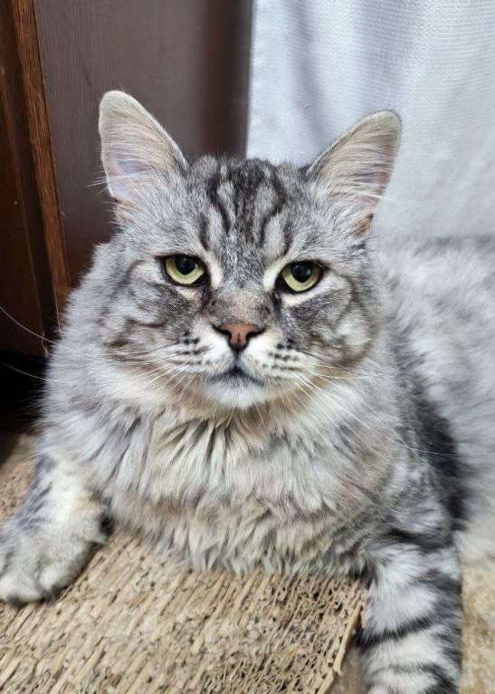 Кошки в Москве: Корсик ищет дом Мальчик, Бесплатно - фото 1
