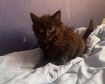 Кошки в Рязани: Котята в добрые руки  Девочка, Бесплатно - фото 2