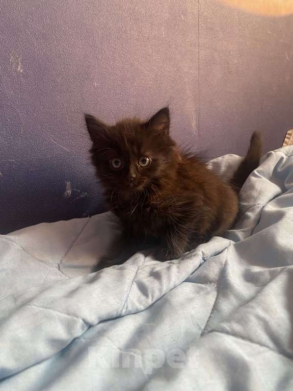 Кошки в Рязани: Котята в добрые руки  Девочка, Бесплатно - фото 2