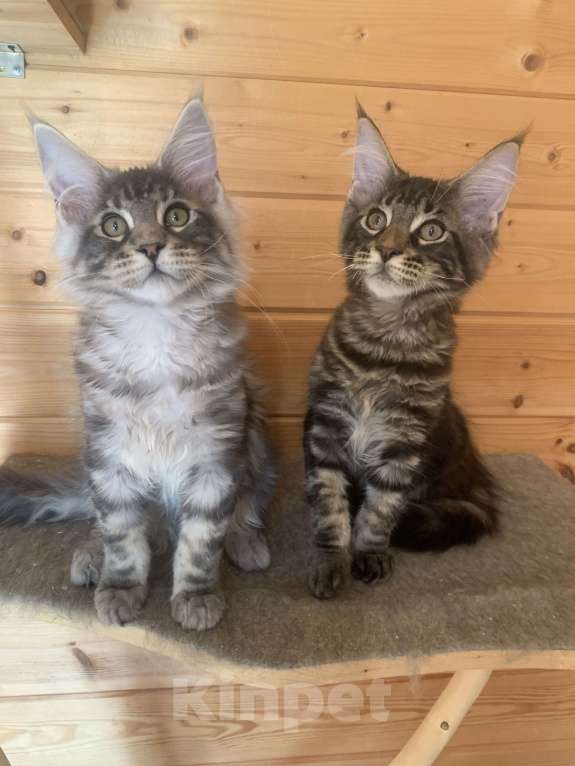 Кошки в Санкт-Петербурге: Котёнок мейн кун чёрный мраморный серебряный Мальчик, 40 000 руб. - фото 2