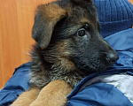Собаки в Ульяновске: ЭЛИТНЫЕ ЩЕНКИ от заводчика Мальчик, 50 000 руб. - фото 3