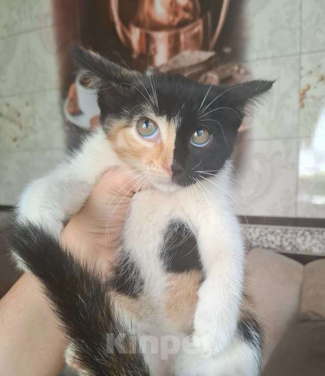 Кошки в Москве: Котёнок "химера" в поисках хозяев Девочка, Бесплатно - фото 1