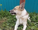 Собаки в Нефтеюганске: Срочно нужен дом Мальчик, Бесплатно - фото 10