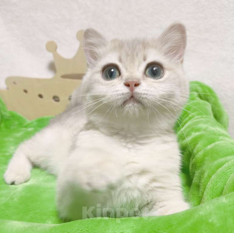 Кошки в Москве: Голубая золотая шиншилла Девочка, 40 000 руб. - фото 2