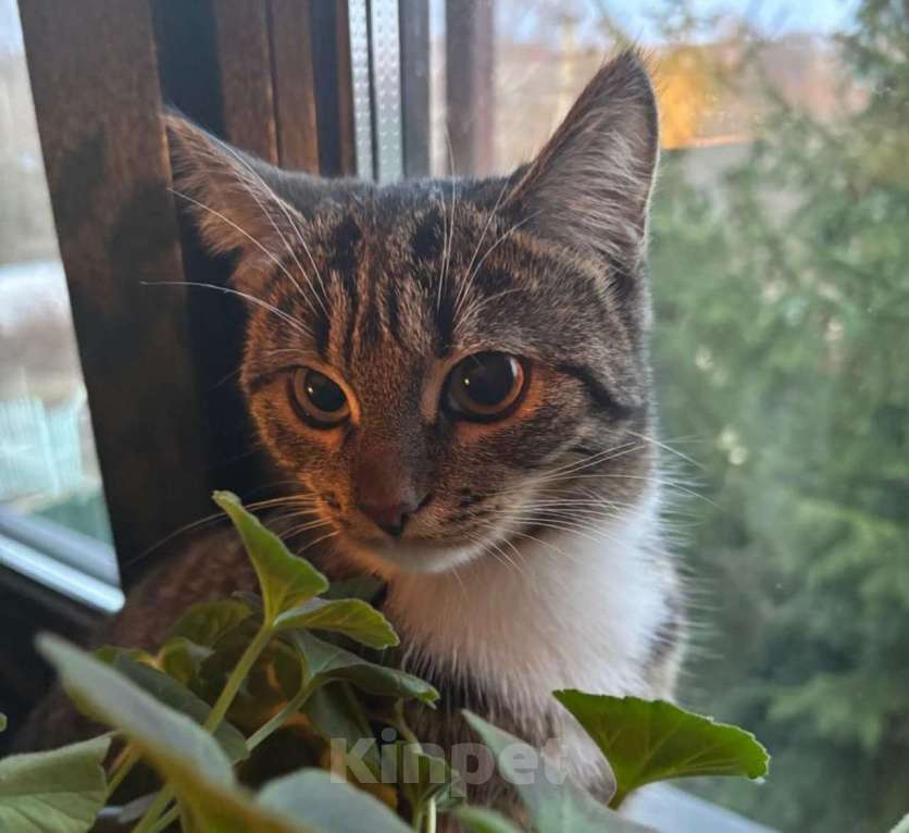 Кошки в Москве: Ласка, просто кошка. Молодая кошечка в добрые руки. Девочка, Бесплатно - фото 4