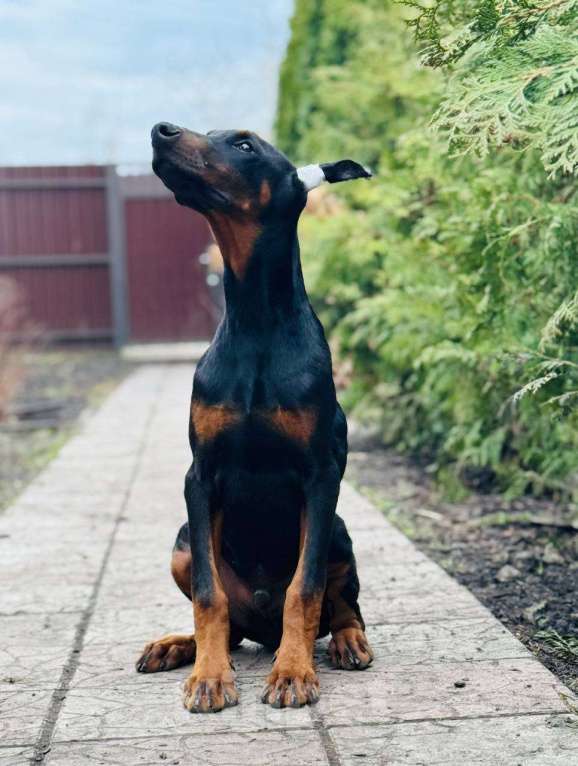 Собаки в других городах Московской области: Щенок добермана, парень Мальчик, 80 000 руб. - фото 3