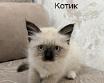 Кошки в других городах Челябинской области: Продам котят породы Священая Бирма Девочка, 20 000 руб. - фото 2