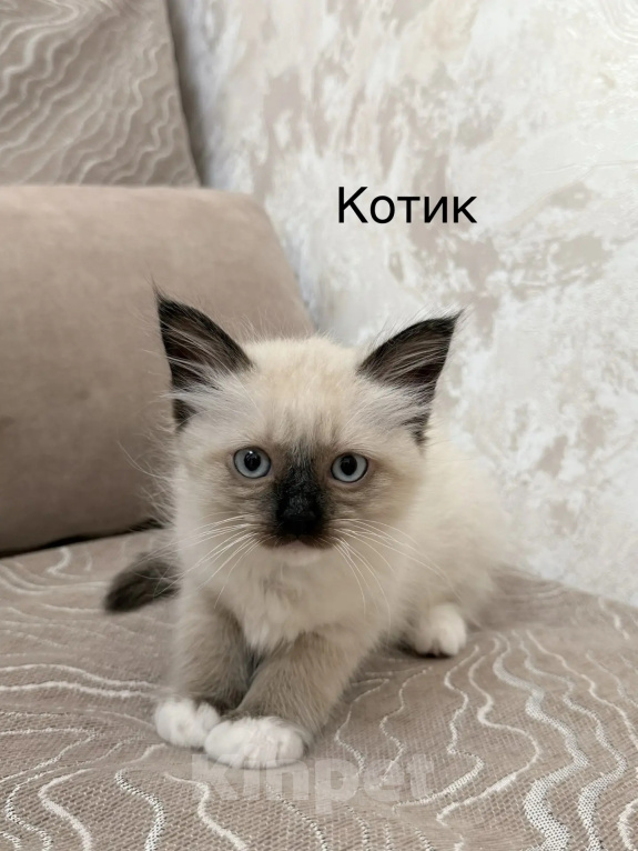 Кошки в других городах Челябинской области: Продам котят породы Священая Бирма Девочка, 20 000 руб. - фото 2