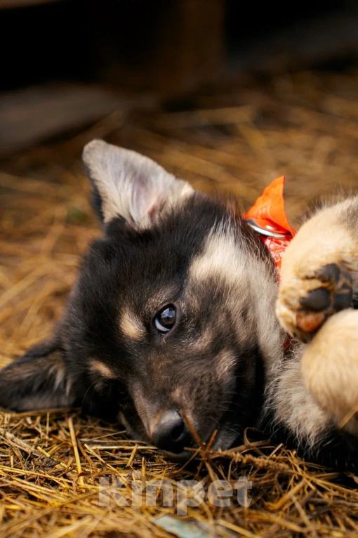 Собаки в Красногорске: Щенок девочка Юкки ищет дом Девочка, Бесплатно - фото 8
